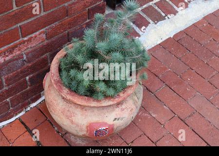 Jardinière en terre cuite avec mini sapin bleu Banque D'Images