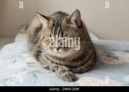Chat gris tabby paresseux dormant sur le lit. Chat domestique relaxant. Banque D'Images