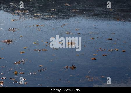 herbe de mer sur la surface Banque D'Images