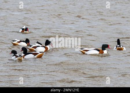 Shelcank (groupe de Shelcanks, Tadorna tadorna) au WWT Slimbridge Wetland Centre dans le Gloucestershire, Angleterre, Royaume-Uni, pendant l'hiver ou février Banque D'Images