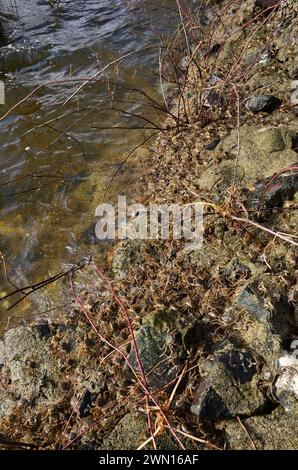 Eriocheir sinensis, Chinesische Wollhandkrabben, crabe moufle chinois, crabe poilu de Shanghai, Geesthacht Banque D'Images