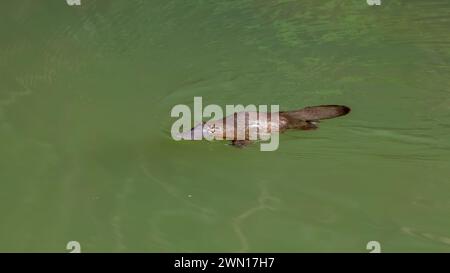 un ornithorynque nage dans une piscine ensoleillée de la rivière brisée Banque D'Images