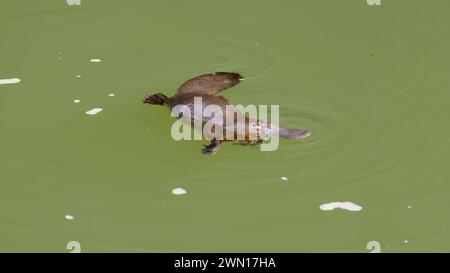 platypus mâche un aliment dans une piscine à eungella Banque D'Images
