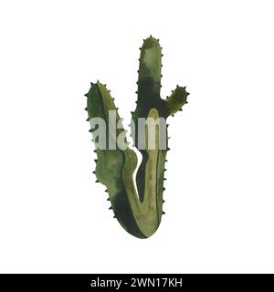 Cactus. Plantes pour la maison. Floriculture. Flore du désert. Illustration d'aquarelle isolée sur fond blanc. Clipart Banque D'Images