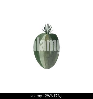 Cactus. Plantes pour la maison. Floriculture. Flore du désert. Illustration d'aquarelle isolée sur fond blanc. Clipart Banque D'Images