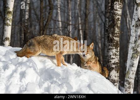 Coyote (Canis latrans) touche le visage de Packmate dans Forest Winter - animaux captifs Banque D'Images