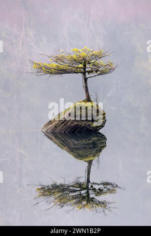 Arbre bonsaï de Fairy Lake (un minuscule sapin Douglas poussant sur une bûche submergée dans le lac Fairy) - Port Renfrew, Île de Vancouver, Colombie-Britannique, Canada Banque D'Images