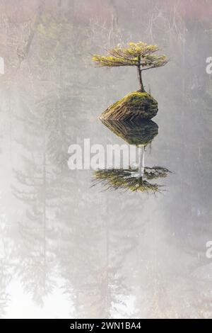 Arbre bonsaï de Fairy Lake (un minuscule sapin Douglas poussant sur une bûche submergée dans le lac Fairy) - Port Renfrew, Île de Vancouver, Colombie-Britannique, Canada Banque D'Images