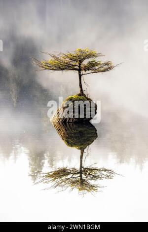 Arbre bonsaï de Fairy Lake (un minuscule sapin Douglas poussant sur une bûche submergée dans le lac Fairy) - Port Renfrew, Île de Vancouver, Colombie-Britannique, Canada Banque D'Images