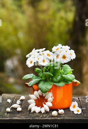 Arrangement floristique avec des fleurs primula blanches et jaunes dans un vieux pot vintage en émail orange avec couronne d'oignon. Concept de décoration de jardin rustique. Copier l'espace Banque D'Images