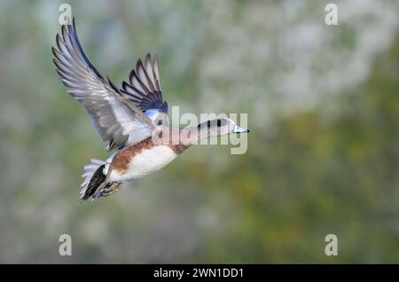 Wigeon américain (Mareca americana) drake volant au-dessus d'un lac contre des arbres, Galveston, Texas, États-Unis. Banque D'Images