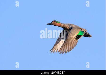 Sarcelle à ailes vertes (Anas crecca) drake volant dans le ciel bleu, Galveston, Texas, États-Unis Banque D'Images