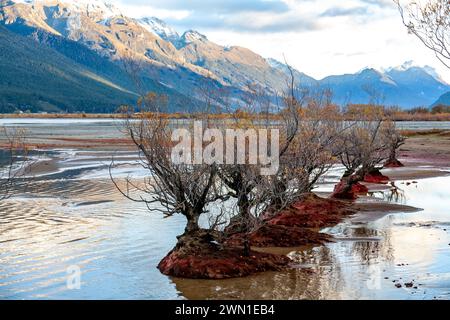 Lac Wakatipu, sommets enneigés et saules dans le lac à Glenorchy, près de Queenstown, île du Sud Otago, Nouvelle-Zélande, 2008 Banque D'Images