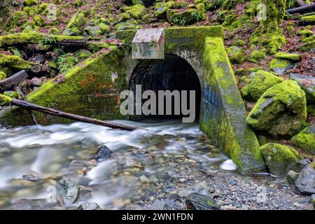 Ponceau avec face couverte de mousse dans le rocher le long du ruisseau Niagara dans le parc provincial Goldstream près de Victoria, île de Vancouver, Colombie-Britannique, Canad Banque D'Images