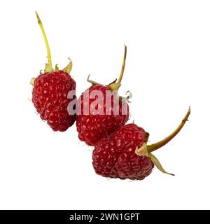 Framboise avec feuilles. Framboise isolée sur fond blanc. Banque D'Images