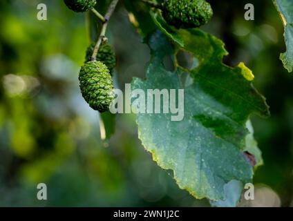 Close Uo de femelle verte arrondie catkin sur l'aulne (Alnus glutinosa) en octobre, Peterborough, Cambridgeshire, Angleterre Banque D'Images