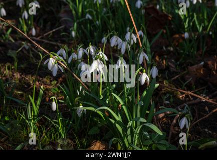 Gouttes de neige (Galanthus nivalis) fleurissant en février dans la forêt de noisetiers près de Peterborough, Cambridgeshire, Angleterre Banque D'Images