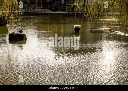 La rivière Nene en crue dans le centre de Peterborough, Cambridgeshire, février 2024. Le niveau des inondations en 2024 semble être plus élevé que les années précédentes. Banque D'Images