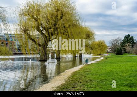 La rivière Nene en crue dans le centre de Peterborough, février 2024. Le matériau brun le long du bord de l'eau ressemble à un dépôt d'écume d'origine inconnue Banque D'Images