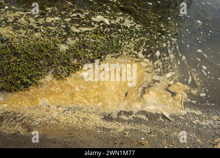 Écume au bord de la rivière Nene dans une inondation dans le centre de Peterborough, Cambridgeshire, février 2024. Banque D'Images