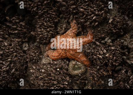 Orange Sea Star s'accroche aux moules et au rocher couvert d'anémone dans Tide Pool Banque D'Images