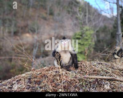 Pékin, Chine. 27 février 2024. Cette photo prise le 27 février 2024 montre un singe noir et blanc au nez griffonné dans la réserve naturelle nationale de Baima Snow Mountain dans la province du Yunnan, au sud-ouest de la Chine. Grâce aux efforts de protection, la population de singes noirs et blancs au nez grimpé dans la réserve naturelle a augmenté ces dernières années. Crédit : pu Chao/Xinhua/Alamy Live News Banque D'Images