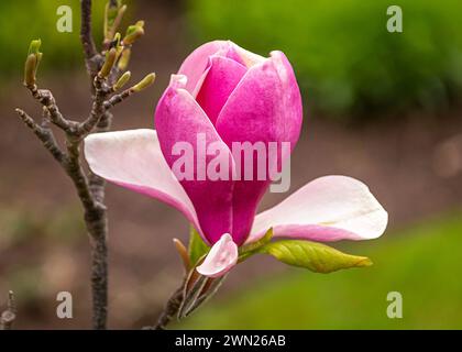 Fleur de Magnolia fleurissant au printemps Banque D'Images