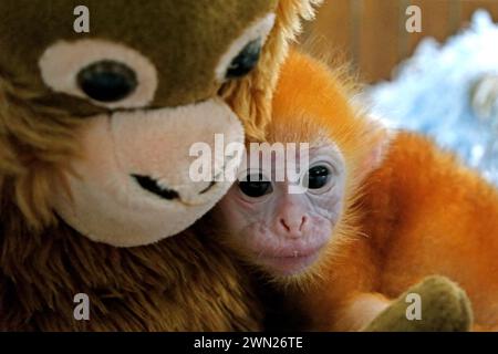 Un bébé lutung (langur de Javan oriental, Trachypithecus auratus) est photographié alors qu'il est appuyé contre une poupée primate qui a été placée dans sa cage pour réduire son niveau de stress pendant un traitement médical dans un établissement vétérinaire géré par le zoo de Bali à Gianyar, Bali, Indonésie. Banque D'Images