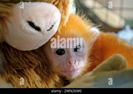 Un bébé lutung (langur de Javan oriental, Trachypithecus auratus) est photographié alors qu'il est appuyé contre une poupée primate qui a été placée dans sa cage pour réduire son niveau de stress pendant un traitement médical dans un établissement vétérinaire géré par le zoo de Bali à Gianyar, Bali, Indonésie. Banque D'Images