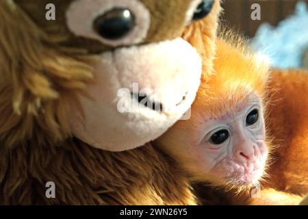 Un bébé lutung (langur de Javan oriental, Trachypithecus auratus) est photographié alors qu'il est appuyé contre une poupée primate qui a été placée dans sa cage pour réduire son niveau de stress pendant un traitement médical dans un établissement vétérinaire géré par le zoo de Bali à Gianyar, Bali, Indonésie. Banque D'Images