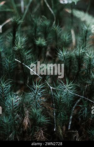 Murmures de printemps, un nouveau départ et de nouveaux départs pour cette future forêt. Arbres de pin à feuilles persistantes enchanteurs, vert d'humeur sombre, vie germinante. Banque D'Images