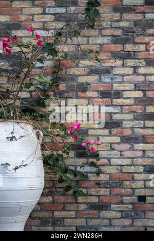 Décor de retraite de sanctuaire d'oasis urbain extérieur : plante à fleurs de bougainvilliers dans un grand pot en céramique blanche sur un fond de mur de briques multicolores. Banque D'Images