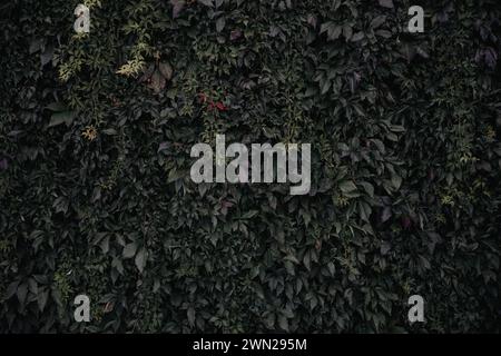 Cascade verdoyante, natures rideau verdoyant toile de fond - un mur de béton envahi par un feuillage luxuriant, des vignes sauvages et botaniques grimpantes dans la jungle urbaine. Banque D'Images