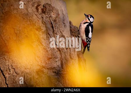 Grand pic à pois (Dendrocopos Major) sur une branche Banque D'Images