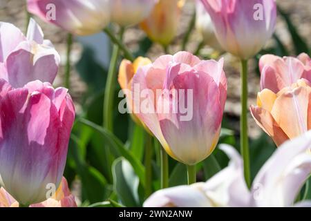 Tulipes printanières au jardin botanique d'Atlanta à Midtown Atlanta, Géorgie. (ÉTATS-UNIS) Banque D'Images