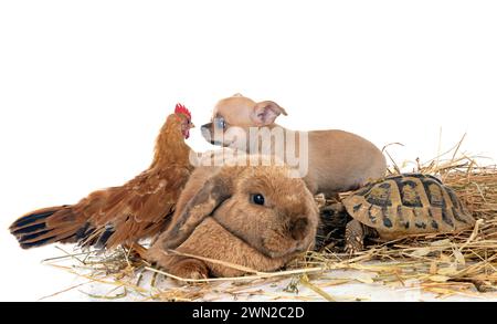 lapin, chiot, tortue et poulet devant fond blanc Banque D'Images