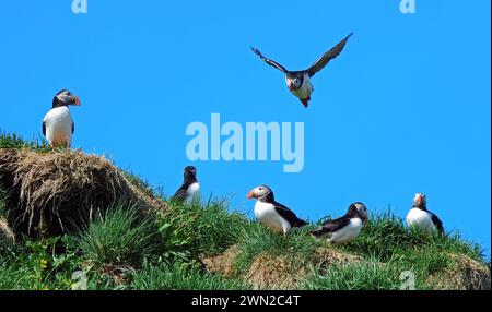 macareux de l'atlantique en vol et perchés sur une falaise herbeuse par une journée ensoleillée dans les fjords orientaux de l'islande Banque D'Images