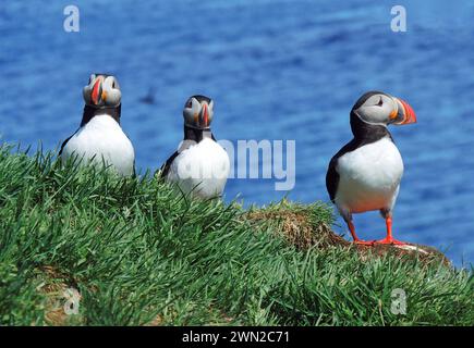 Trois macareux de l'Atlantique nichent en été dans les falaises des fjords orientaux de l'islande Banque D'Images