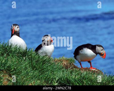 Trois macareux de l'Atlantique nichent en été dans les falaises des fjords orientaux de l'islande Banque D'Images