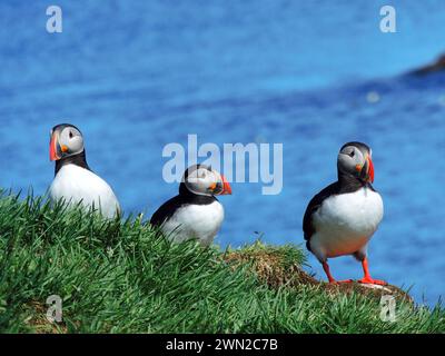 Trois macareux de l'Atlantique nichent en été dans les falaises des fjords orientaux de l'islande Banque D'Images