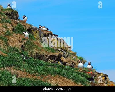 Nidification des macareux de l'Atlantique par une journée d'été ensoleillée dans les falaises des fjords orientaux de l'islande Banque D'Images