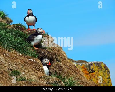 Trois macareux de l'Atlantique nichent en été dans les falaises des fjords orientaux de l'islande Banque D'Images