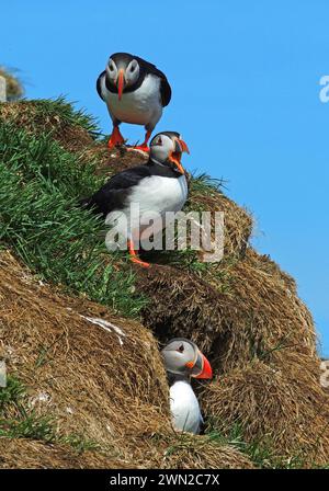 Trois macareux de l'Atlantique nichent en été dans les falaises des fjords orientaux de l'islande Banque D'Images