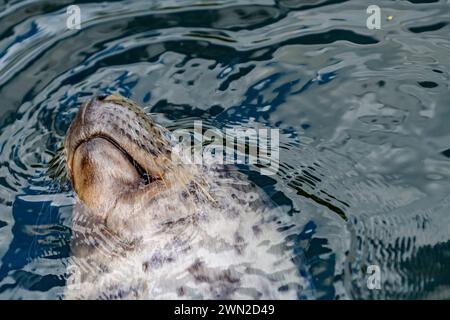 Phoque dans un zoo en suède *** Seehund in einem Zoo in Schweden Copyright : xWolfgangxSimlingerx Banque D'Images