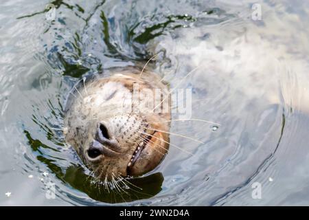 Phoque dans un zoo en suède *** Seehund in einem Zoo in Schweden Copyright : xWolfgangxSimlingerx Banque D'Images