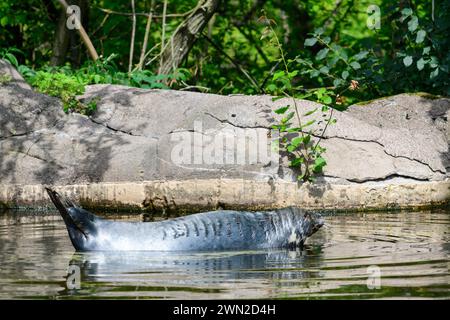 Phoque dans un zoo en suède *** Seehund in einem Zoo in Schweden Copyright : xWolfgangxSimlingerx Banque D'Images