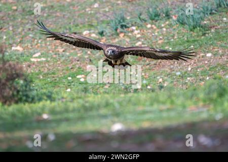 Beau portrait en gros plan d'un aigle doré volant bas au-dessus de l'herbe ayant détecté une proie dans les forêts de Sierra Morena, Andalousie, Espagne, Europe Banque D'Images