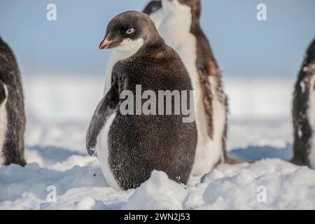 Antarctique. 3 février 2024. Un chiot manchot Adelie est vu regardant en arrière alors qu'il mue à côté de la plate-forme de glace Ross, Antarctique, février. 03, 2024. Le soutien de l'armée américaine à la recherche antarctique américaine a commencé en 1955. Le Commandement Indo-Pacifique des États-Unis continue de diriger l'équipe interarmées Force opérationnelle-Forces de soutien Antarctique en fournissant un soutien logistique au Programme antarctique des États-Unis. (Crédit image : © U.S. Coast Guard/ZUMA Press Wire) USAGE ÉDITORIAL SEULEMENT! Non destiné à UN USAGE commercial ! Banque D'Images