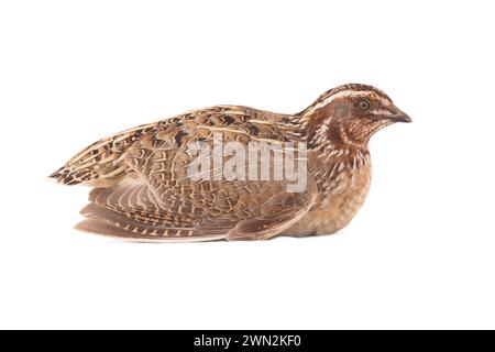 Caille sauvage ( Coturnix coturnix) isolée sur fond blanc en tournage studio Banque D'Images