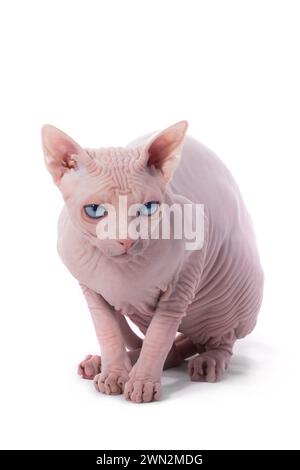 chat canadien sphynx isolé sur fond blanc, plan studio Banque D'Images